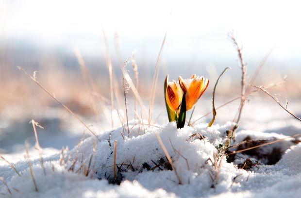 The latest Winter Flower Background.