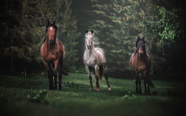 Three Horse Wallpaper HD.