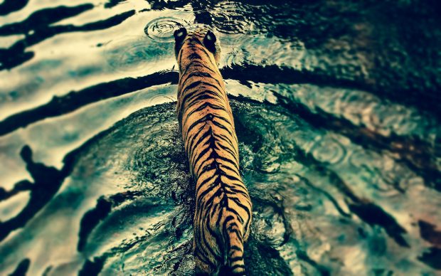 Tiger 3D HD Wallpaper.