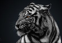 Tiger HD Wallpaper Free download.