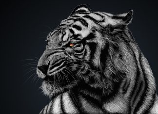 Tiger HD Wallpaper Free download.