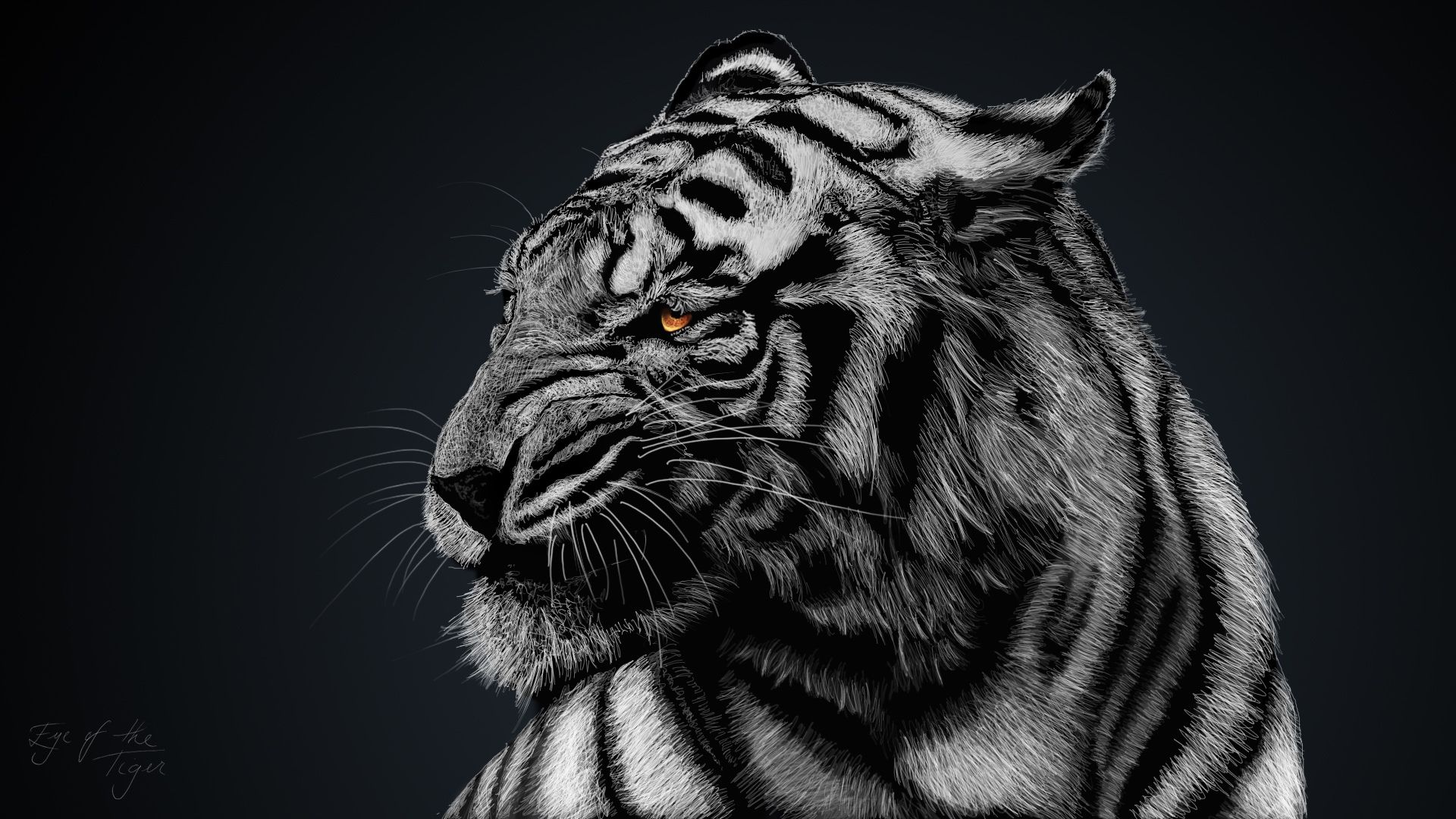 HD colorful tiger wallpapers  Peakpx