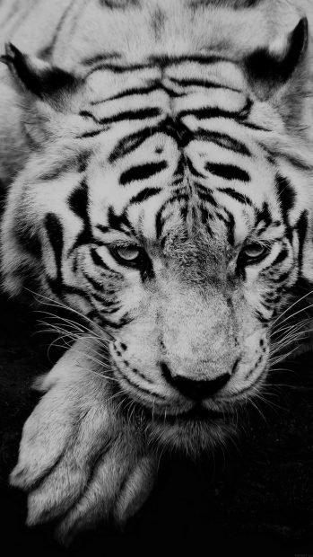 Tiger Portrait Wallpaper HD.