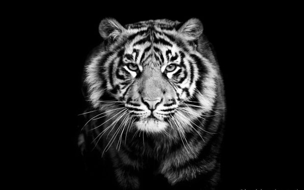 Tiger Wallpaper Free Download.