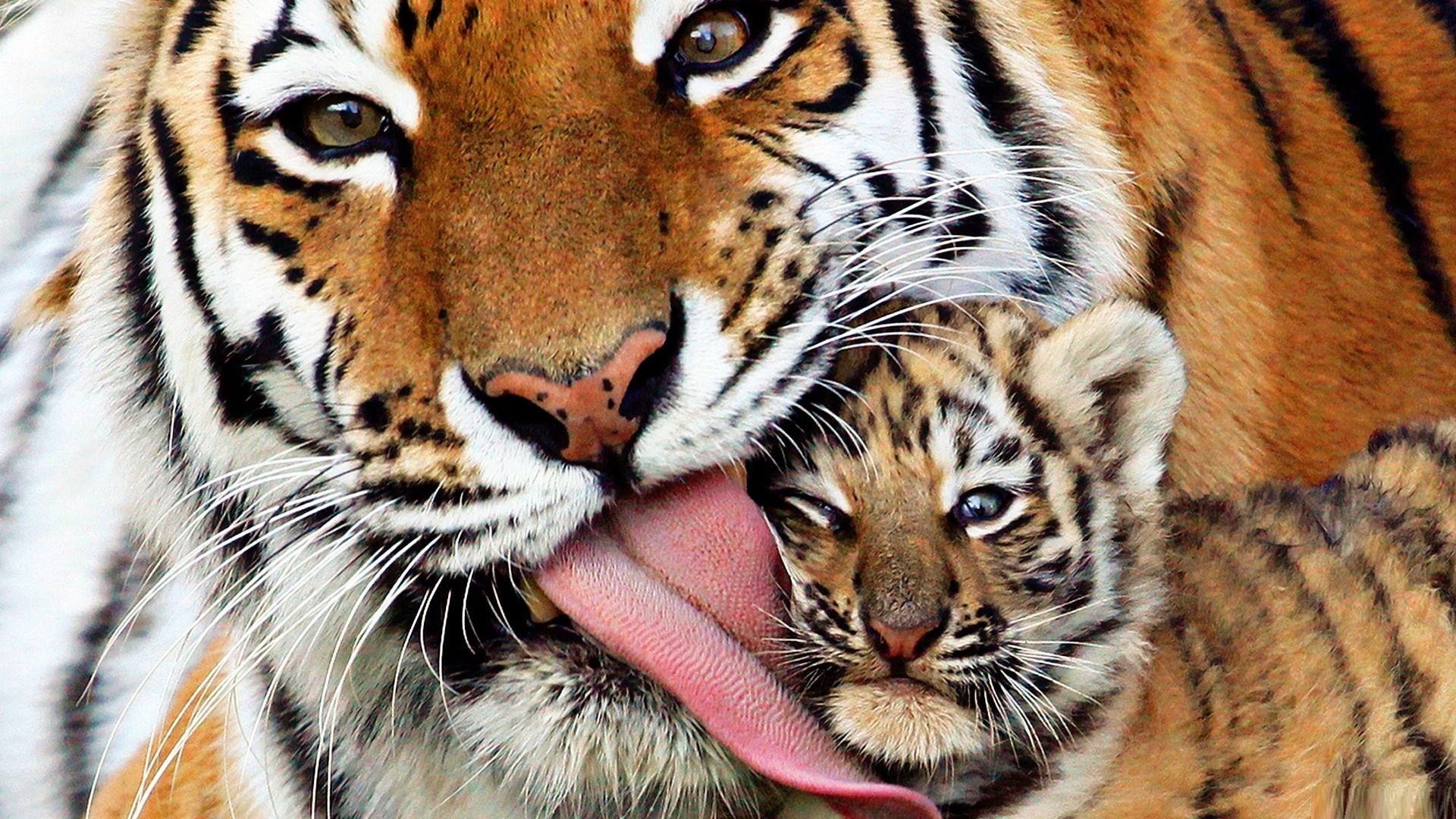 5000 Striking Tiger Pictures  Images HD  Pixabay