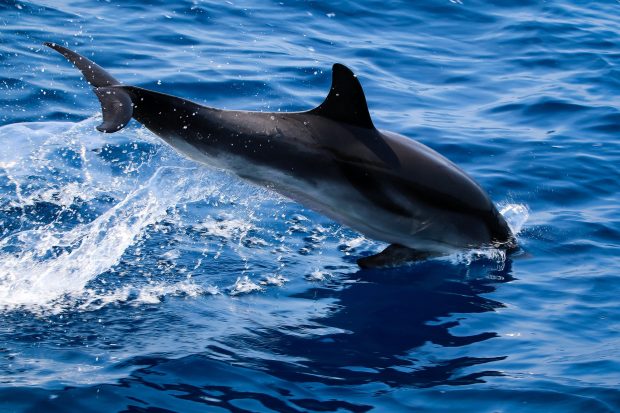 Top Free Dolphin Wallpaper HD.