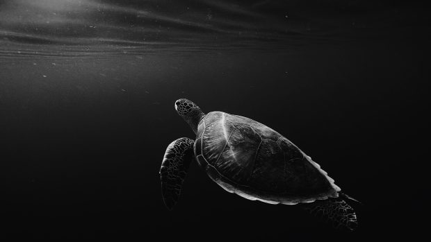 Turtle Desktop Wallpaper.