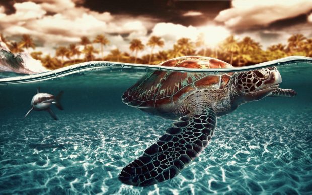 Turtle Wallpaper Free Download.