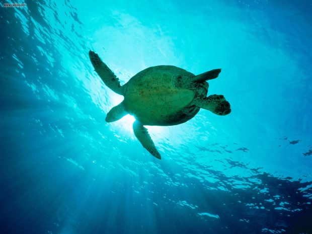 Turtle Wallpaper HD.