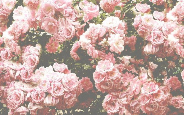 Vintage Aesthetic Wallpaper HD Roses Flower.