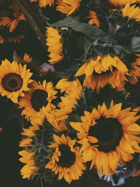 Vintage Aesthetic Wallpaper Yellow HD Wallpaper Sunflower.