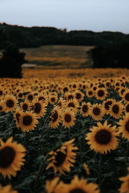 Vintage Cute Sunflower Background.