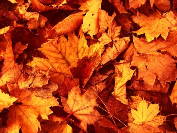 Vintage Fall Leaves Wallpaper HD.