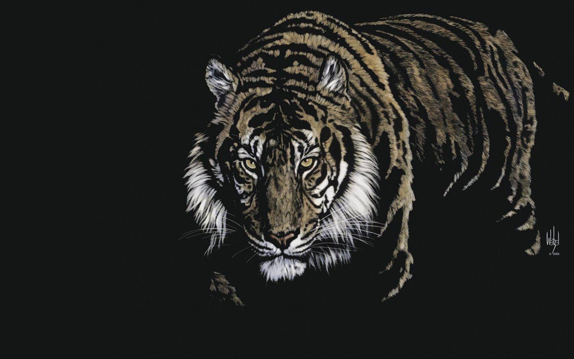 Tiger 3D Wallpapers  Top Free Tiger 3D Backgrounds  WallpaperAccess