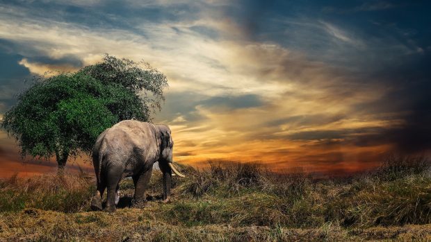 Wallpaper 4K Elephant.