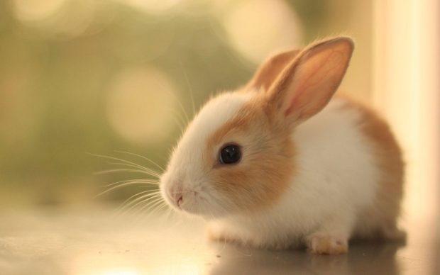 Wallpaper Cute Animal Rabbit.