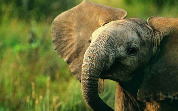 Wallpaper Cute Elephant.