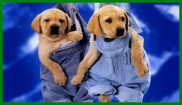 Wallpaper Cute Puppies HD Wallpaper Free download.