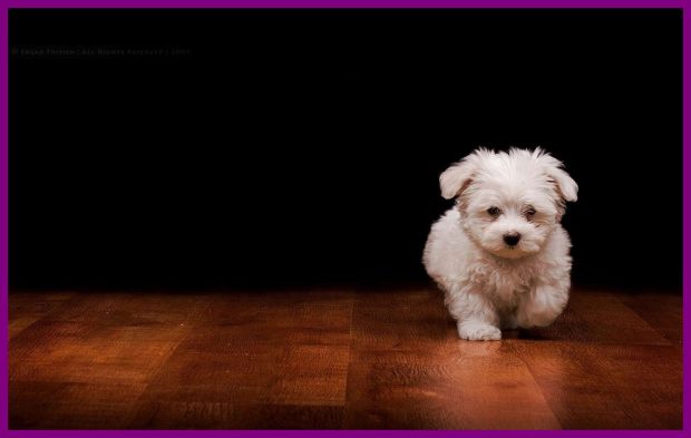 Wallpaper Cute Puppies Photo Free Download.