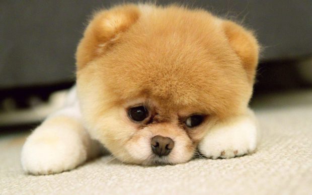 Wallpaper Cute Puppies Wallpaper 1080p.