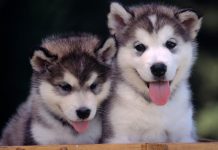 Wallpaper Cute Puppies Wallpaper.