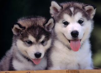 Wallpaper Cute Puppies Wallpaper.