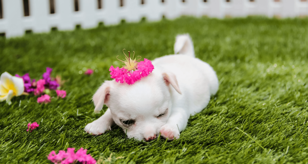 Wallpaper Cute Puppies Wallpaper Free Download.