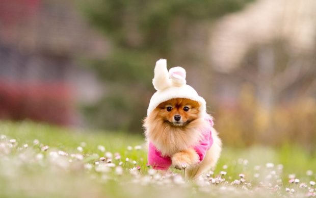 Wallpaper Cute Puppies Wallpaper HD 1080p.