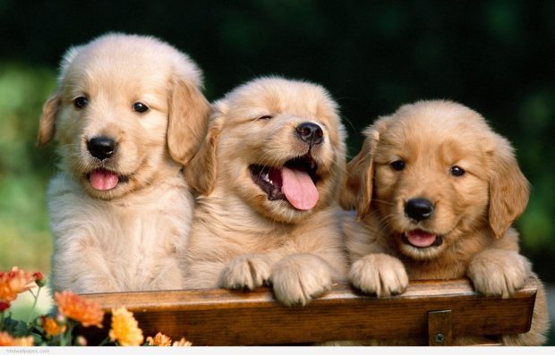 Wallpaper Cute Puppies Wallpaper HD.