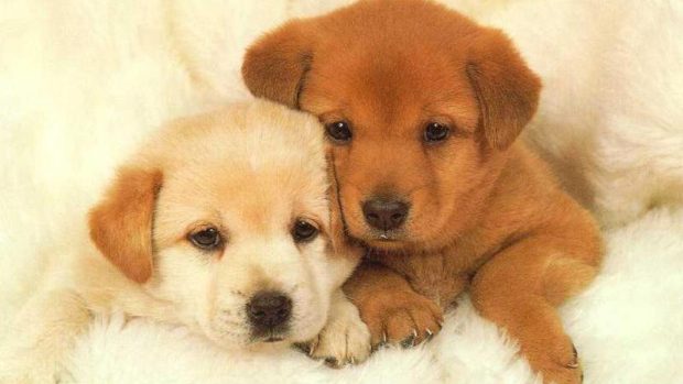 Wallpaper Cute Puppies Wide Screen Wallpaper.