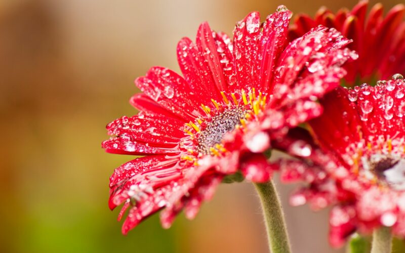 Flower HD Wallpapers - PixelsTalk