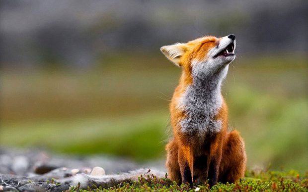 Wallpaper Fox.