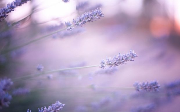 Wallpaper Lavender.