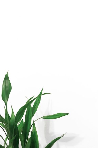 White Aesthetic Plants Background.