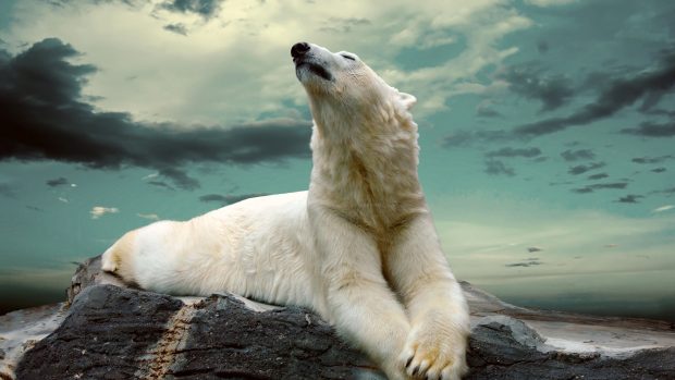 White Bear Wallpaper HD.