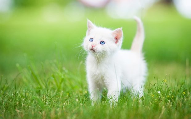 White Cute Cat Wallpaper HD.
