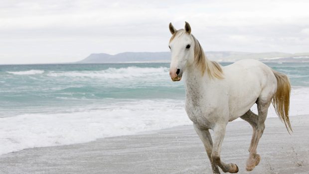 White Horse Wallpaper HD.