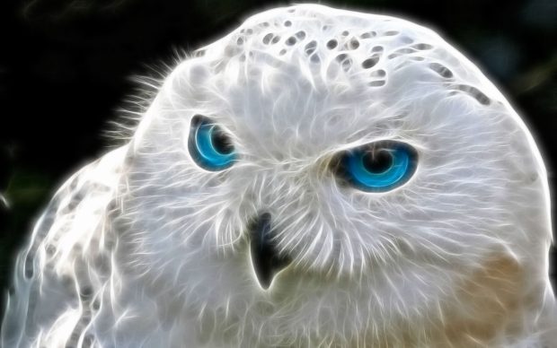 White Owl Wallpaper HD.