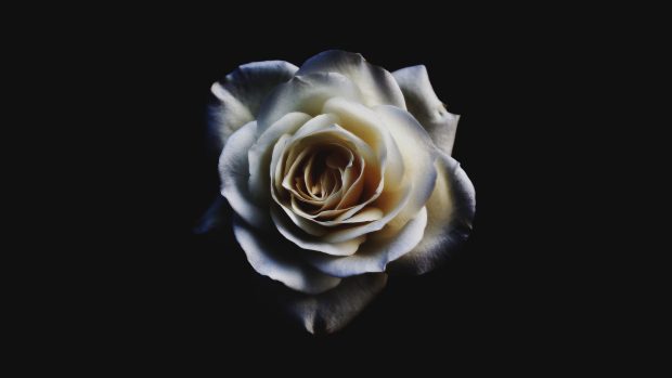 White Rose Wallpaper HD.