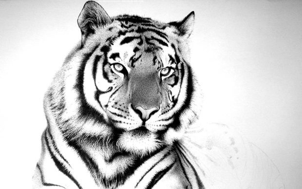 White Tiger HD Wallpaper.