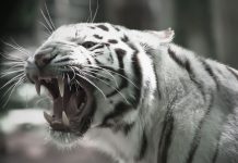 White Tiger HD Wallpaper Free download.