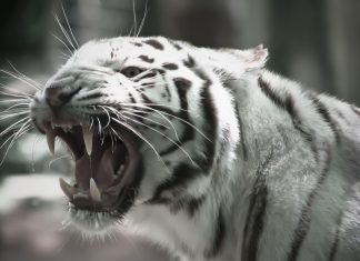 White Tiger HD Wallpaper Free download.