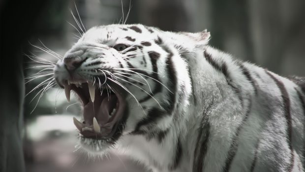 White Tiger HD Wallpaper Free download.