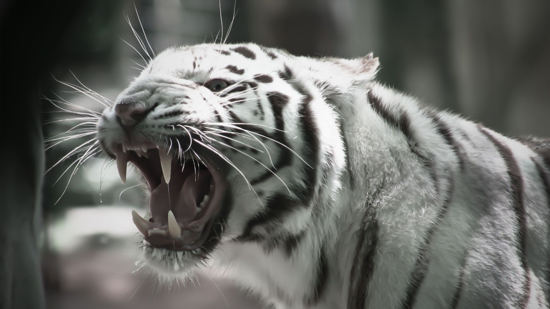 3D Tiger Wallpaper HD 07470 - Baltana