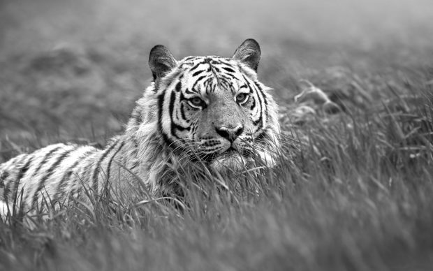 White Tiger Image Free Download.