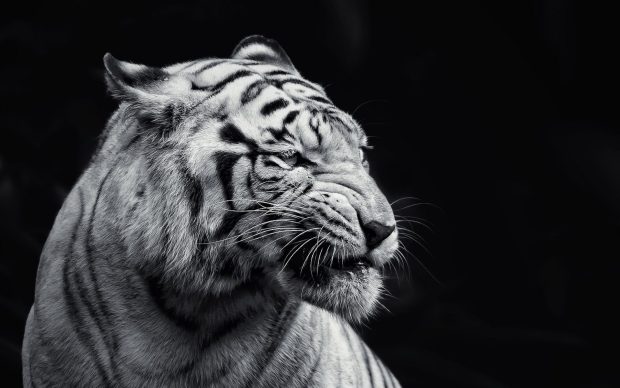 White Tiger Wallpaper Desktop.