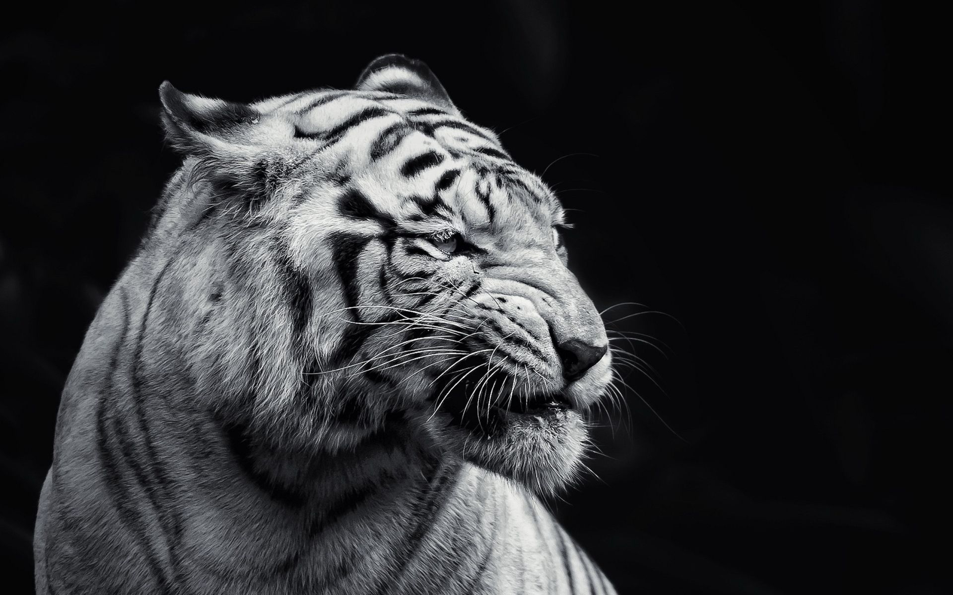 Black Tiger Pictures  Download Free Images on Unsplash