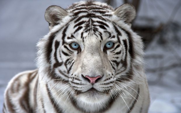 White Tiger Wallpaper Free Download.