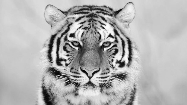 White Tiger Wallpaper HD 1080p.