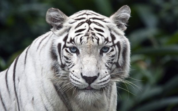 White Tiger Wallpaper HD.